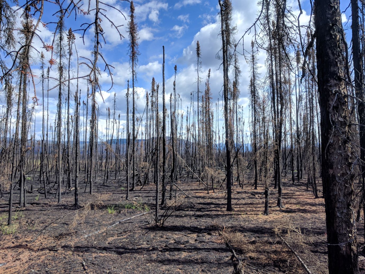 A forest of burned boreal forest trees, all blackened and without pine needles, a year after a forest fire went through the Victoria Gold access road area near Mayo, Yukon. A few small green plants are visible on a forest floor that is otherwise barren. Hills and a clear blue sky are visible behind the burned forest.